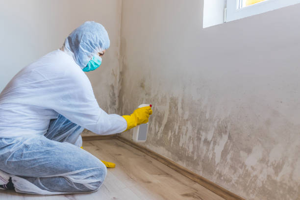 Licensed Mold Remediation service in Hollsopple, PA - WQB Mold Removal